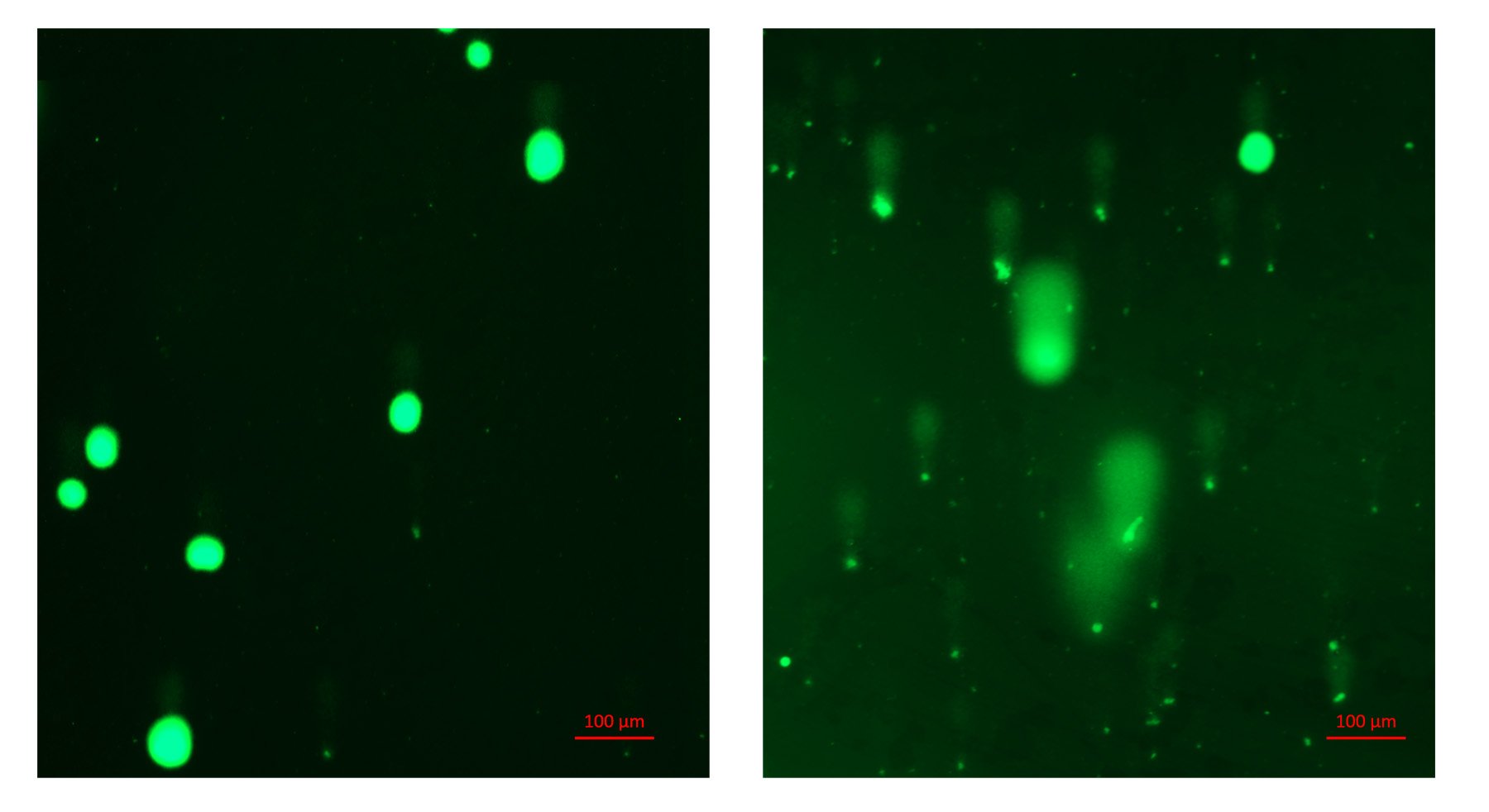 Evaluation Of COMET SCGE Assay Kit Kit/Reagent Review